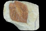 Fossil Leaf (Beringiaphyllum) - Montana #101967-1